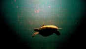 One of the locals (A Green Turtle)