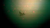 Another local passes by (An Eagle Ray)