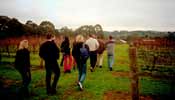 The Five Oaks Vineyard, Yarra Valley with some additions to the massive.  Bob has a sneaky fag at the back of the pack