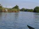 Dive bombing heron