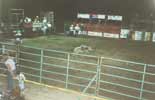 Mutton busting - the funniest sport in the world